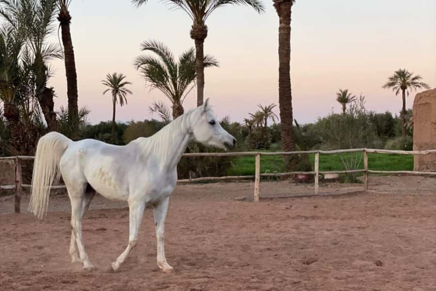 Marrakech: Desert and Palmeraie Horse Riding Tour & Transfer - Key points to know before booking