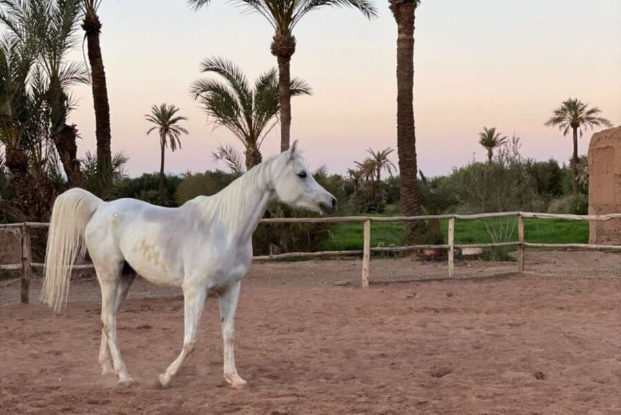 Marrakech: Desert and Palmeraie Horse Riding Tour & Transfer - Atlas Mountains and sunset possibilities