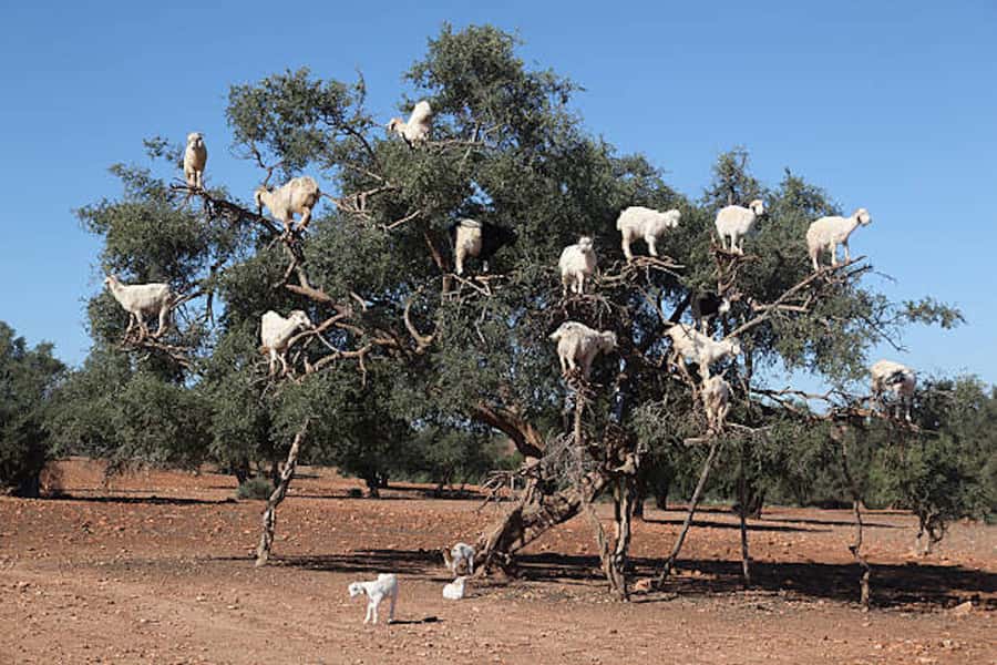 Marrakech: Essaouira Full-Day Trip - Lunch in Essaouira, with the bill in your hands