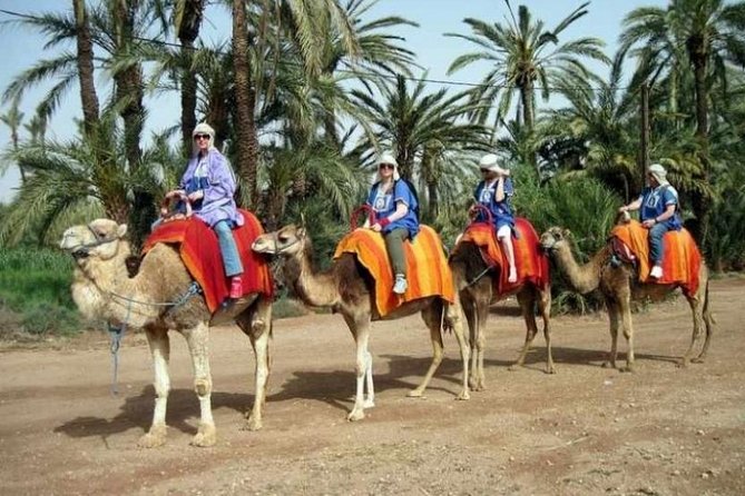 Marrakech: Half-Day Camel Ride in Palm Grove - Meeting the camels before mounting