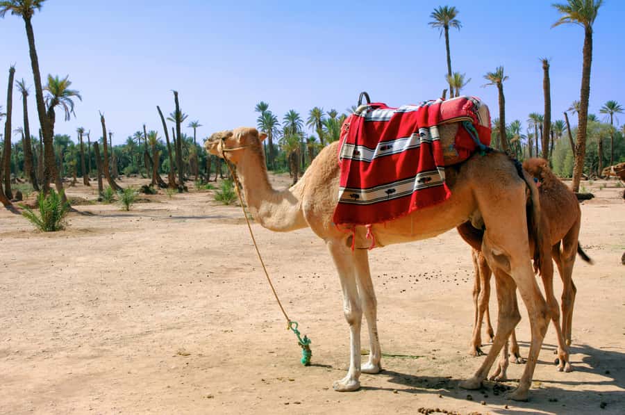 Marrakech: Half-Day Camel Ride in Palm Grove - Sunset, tea, and the end of the outing