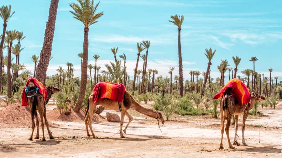 Marrakech: Half-Day Desert Quad Tour with Camel Ride - The dromedary ride and Berber village stop