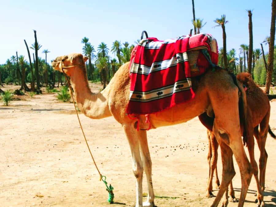 Marrakech: Half-day Dunes Trip With Buggy and Camel Ride - How the $87 price measures up
