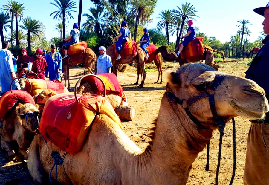 Marrakech: Half-Day Tour with Buggy Ride, Camel Ride and Spa - What the $146 price really covers
