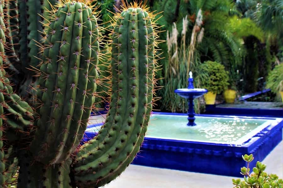 Marrakech: Majorelle Garden, YSL, and Berber Museum Entry - The Pierre Bergé Museum of Berber Arts