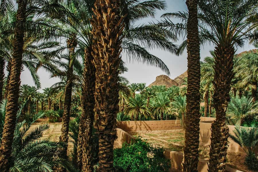 Marrakech/Ouarzazate: 2-Day Desert with Camel, 4x4 & Meals - Key points to know before you go
