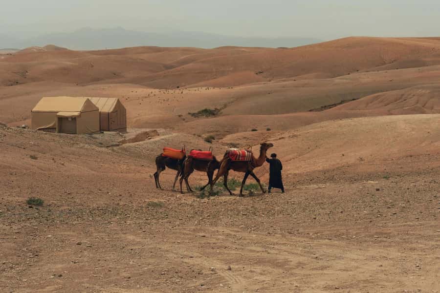 Marrakech/Ouarzazate: 2-Day Desert with Camel, 4x4 & Meals - What the $99 Zagora trip really gives you