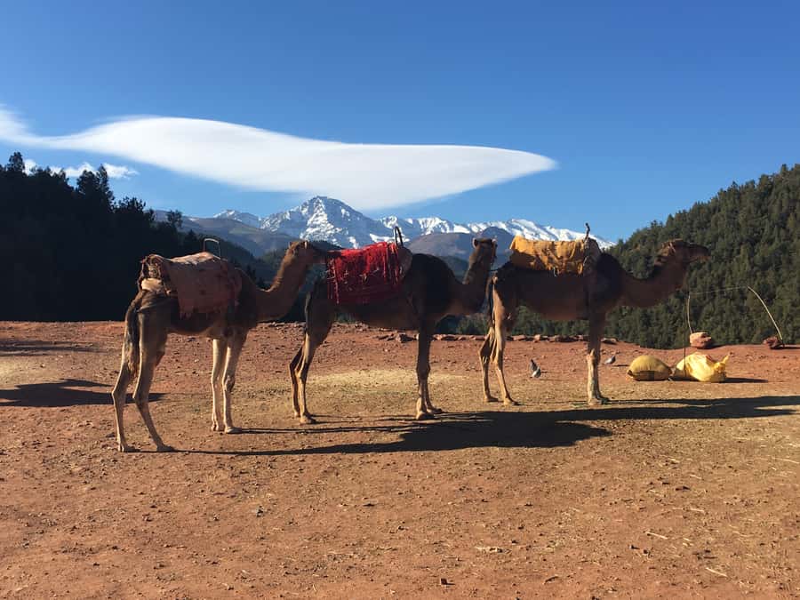 Marrakech: Ourika Valley & Atlas Mountains Half-Day Trip - The optional 30-minute mountain walk