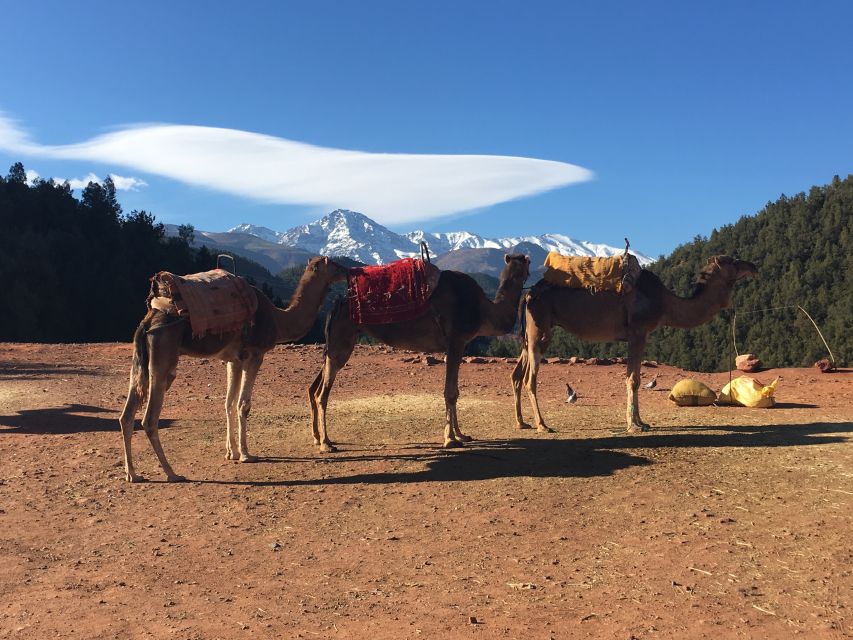 Marrakech: Ourika Valley & Atlas Mountains Half-Day Trip - The return to Marrakech by early afternoon