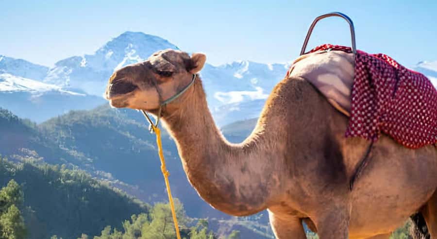 Marrakech: Ourika Valley Waterfalls Hike & Traditional Lunch - Key points to know before booking