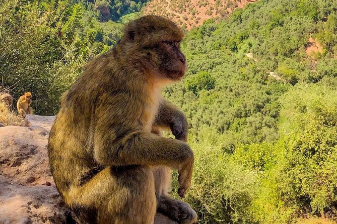 Marrakech : Ouzoud Waterfalls, Guided MountainTour & Boat Ride - A Berber village and argan oil cooperative add local context