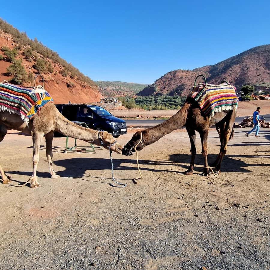 Marrakech: Ouzoud Waterfalls Trip, Guide & Boat + Lunch - The boat ride beneath the falling water