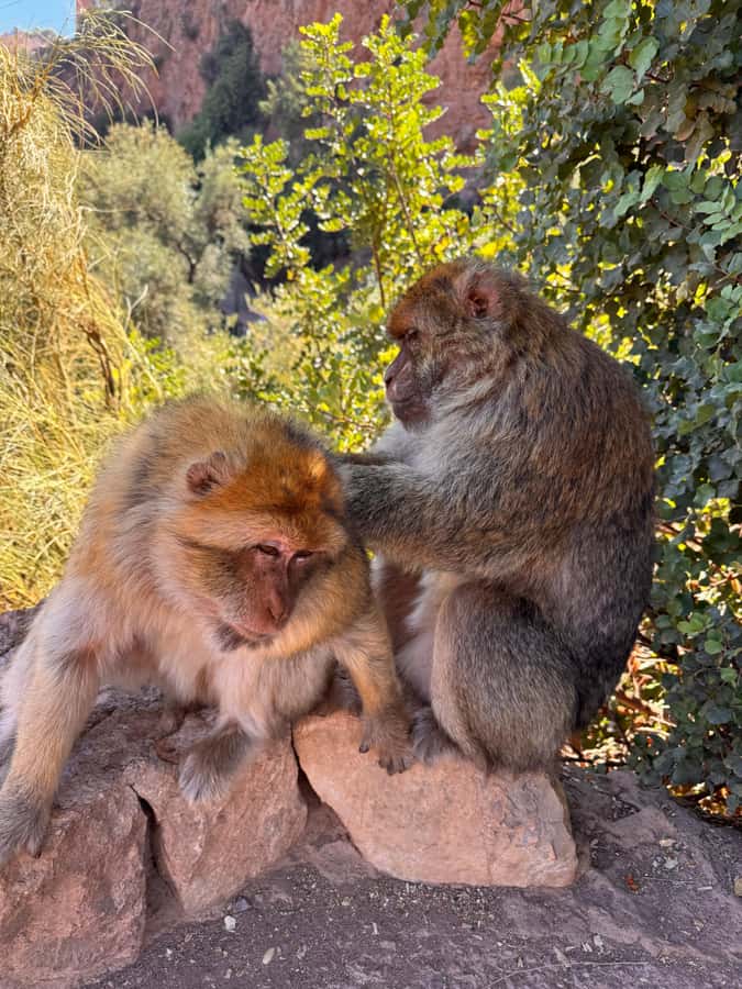 Marrakech: Ouzoud Waterfalls Trip, Guided Hike & Boat Option - Lunch Above the Waterfall View