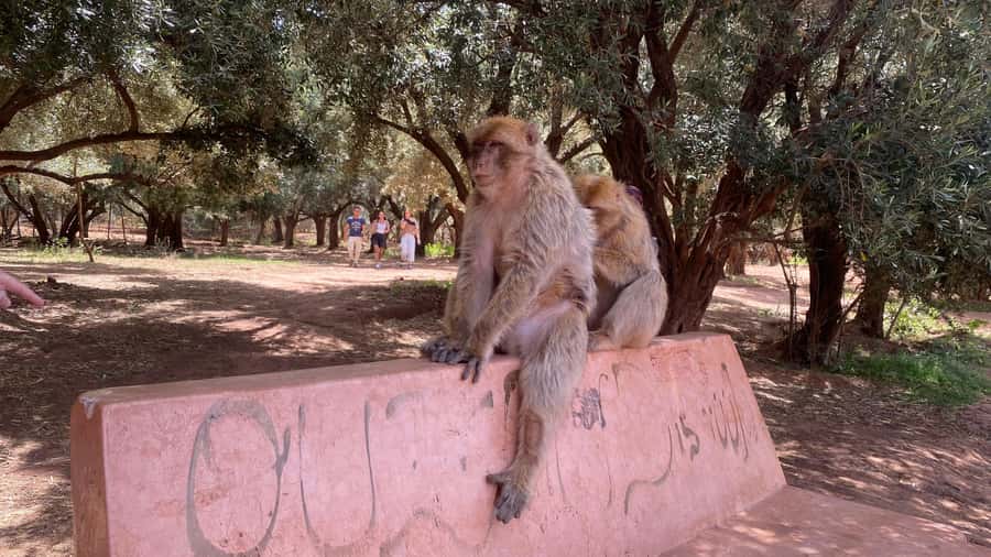 Marrakech: Ouzoud Waterfalls Trip, Guided Hike & Boat Option - Who Will Enjoy This Day Most