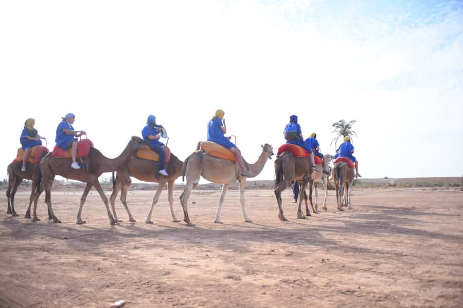 Marrakech: pack quad and camel ride in the palm grove - Two rides in one half-day