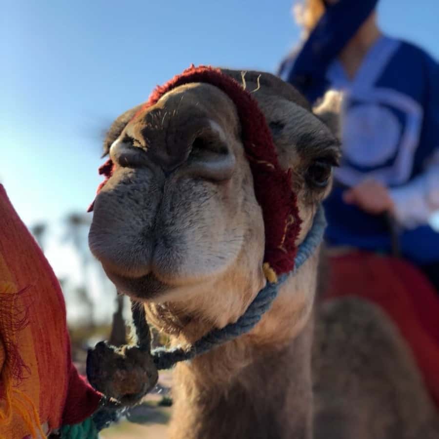 Marrakech palm grove: Sunset camel ride - Key points at a glance