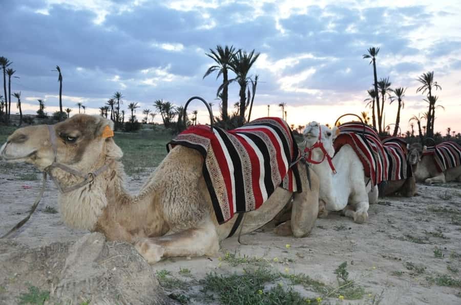 Marrakech palm grove: Sunset camel ride - Booking advice for the best evening
