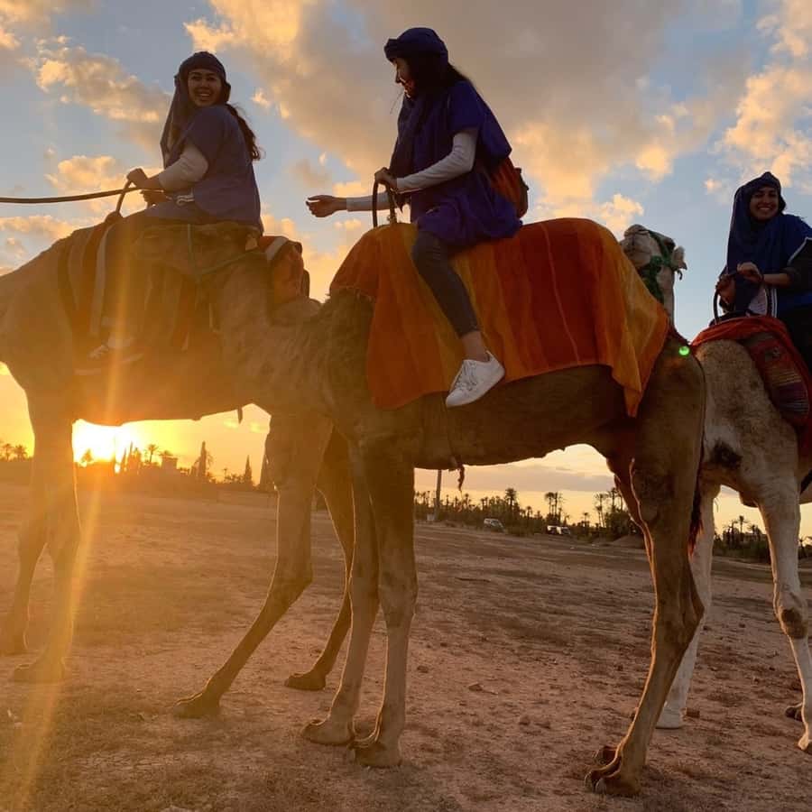 Marrakech palm grove: Sunset camel ride - Safety, comfort, and who should skip it