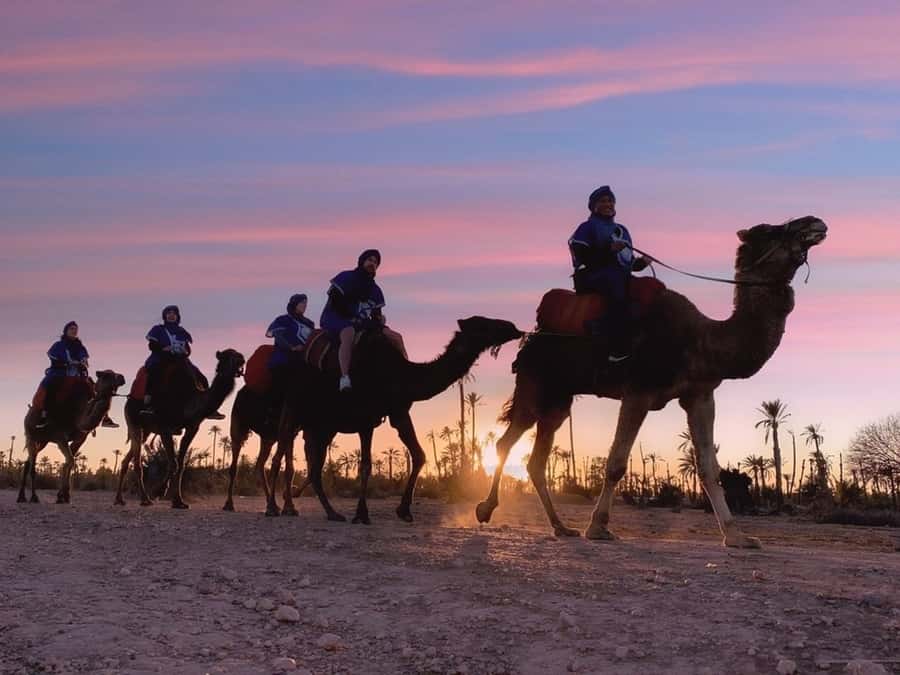 Marrakech palm grove: Sunset camel ride - Meeting your camel and dressing for the ride