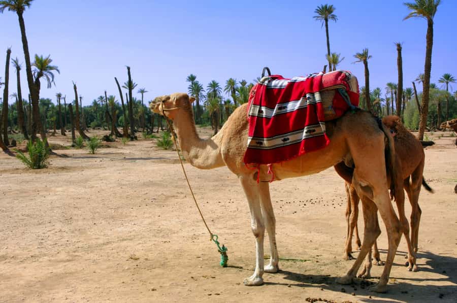 Marrakech Palmeraie 3-Hour Camel Ride - Key points to know before booking