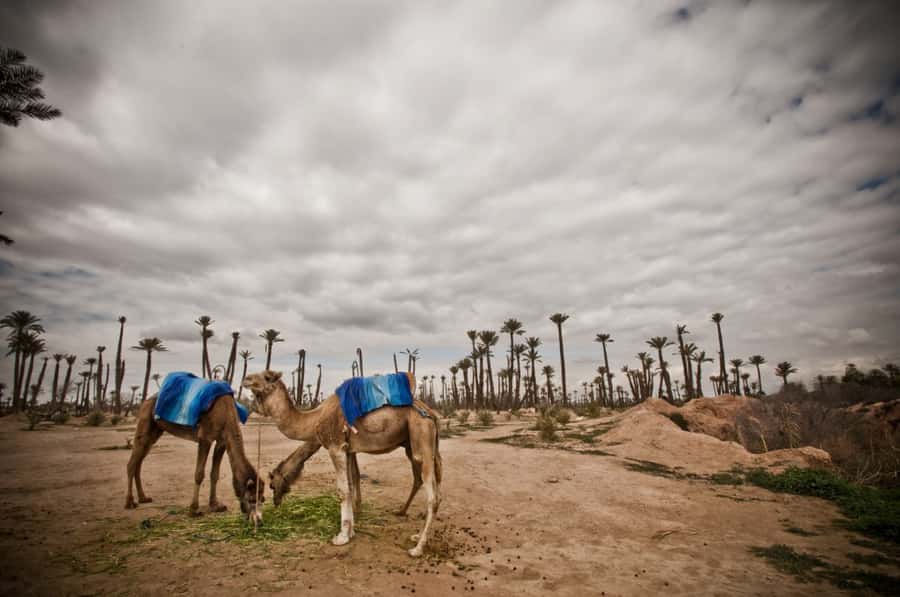 Marrakech Palmeraie 3-Hour Camel Ride - Leaving Marrakech for the Palmeraie