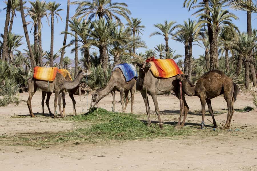 Marrakech Palmeraie 3-Hour Camel Ride - Dressing as a Berber-style camel rider