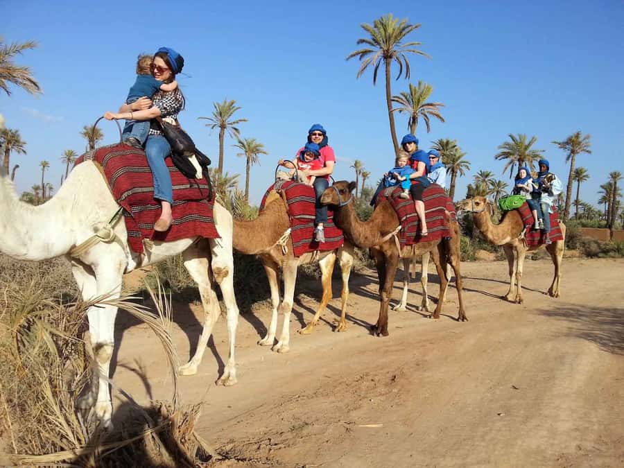 Marrakech Palmeraie: Camel Ride at Sunset - Quick take: what makes this ride worth considering
