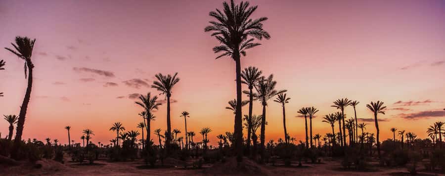 Marrakech Palmeraie: Camel Ride at Sunset - Meeting the camels and mounting safely