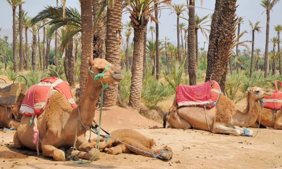 Marrakech Palmeraie: Camel Ride at Sunset - Booking details that matter