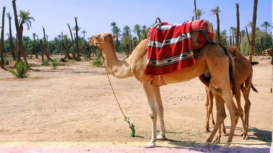 Marrakech Palmeraie: Camel Ride & Quad Bike Experience - Should you book this Palmeraie experience?