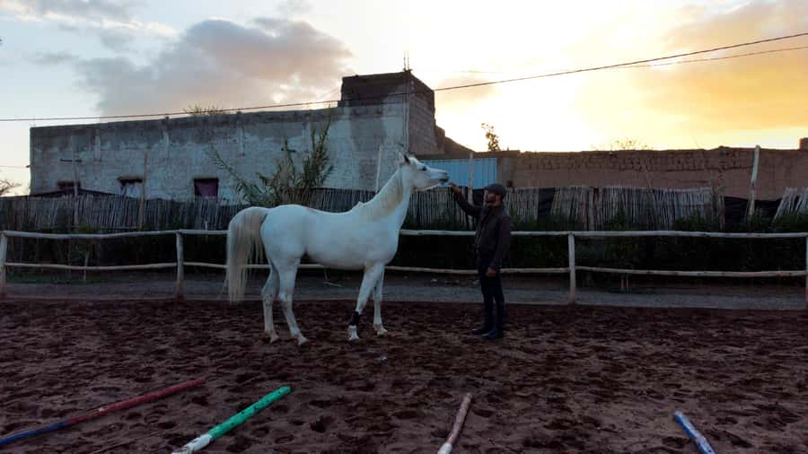 Marrakech: Private Horseback Tour in the Palm Grove with Tea - Should you book the Palmeraie horse ride?