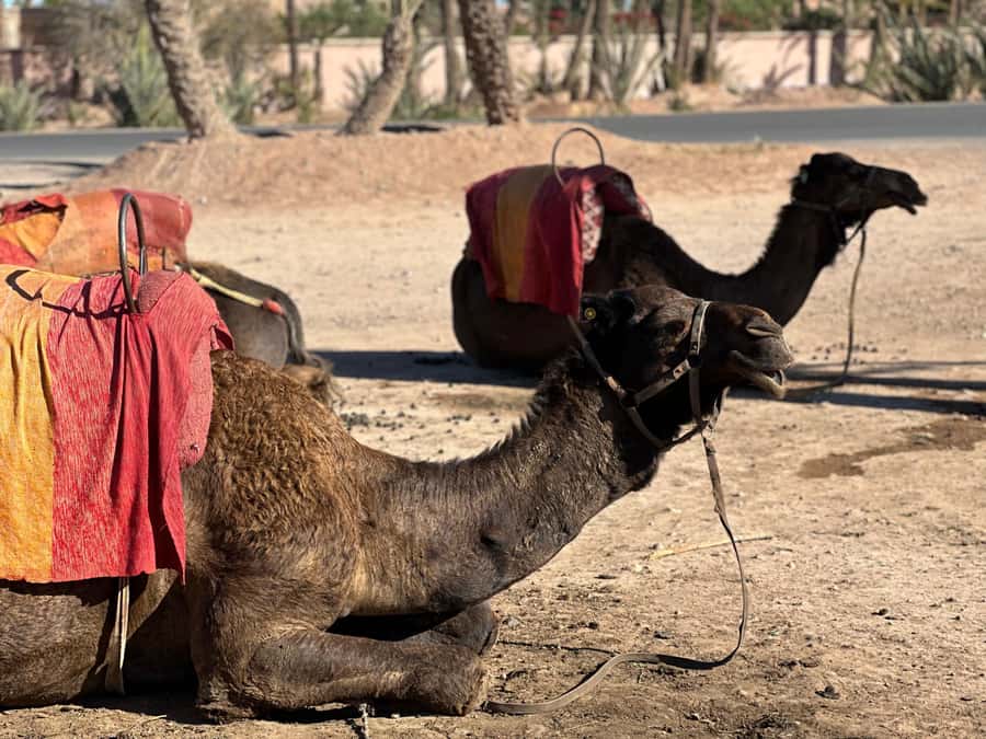 Marrakech: Quad Bike excursion at the sunset with Tea Break - Key points to know before you book