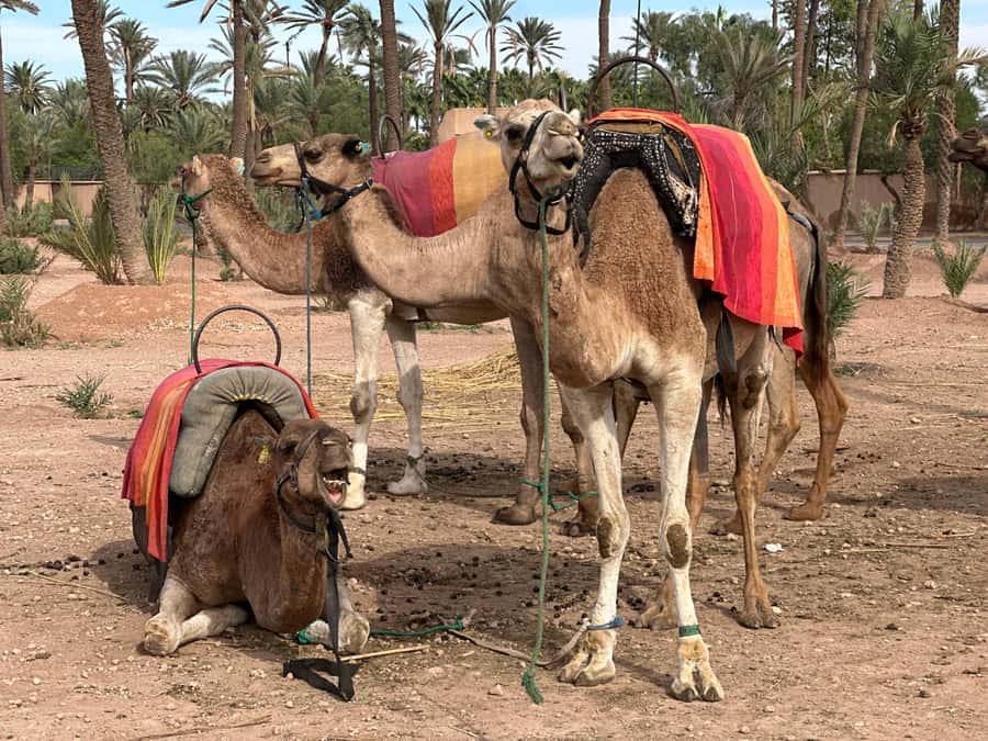 Marrakech: Quad Bike excursion at the sunset with Tea Break - Who will enjoy this Marrakech quad trip