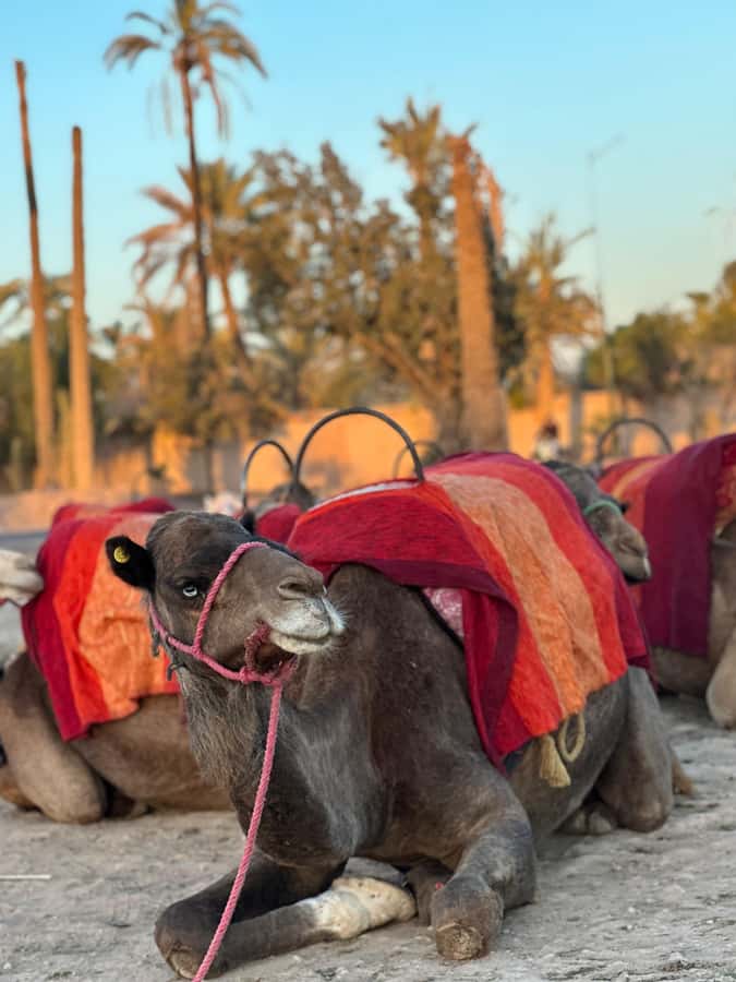 Marrakech:quad excursion at Jbilet desert with Moroccan tea - Leaving Marrakech for the Jbilet desert