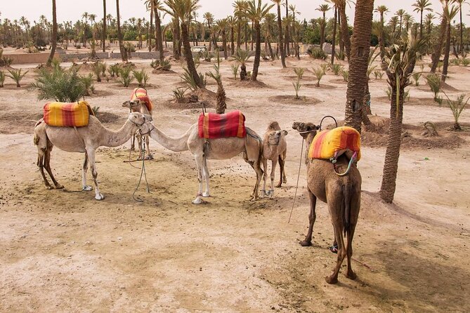 Marrakech: Quad excursion to the palm grove and Jbilets desert - Key points at a glance