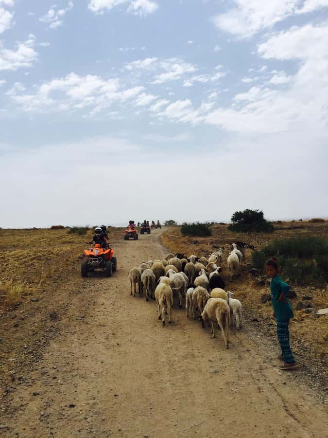 Marrakech: Quad Tour in Jbilets Desert with Palm Grove - Who will enjoy this most