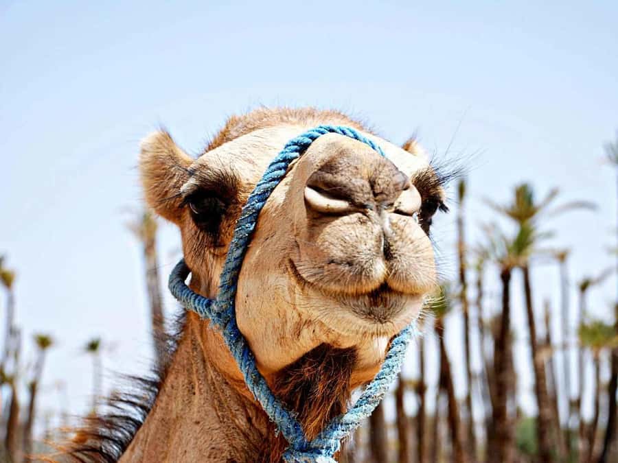 Marrakech: Sunset Camel Ride in Palmeraie - Leaving Marrakech for the Palmeraie