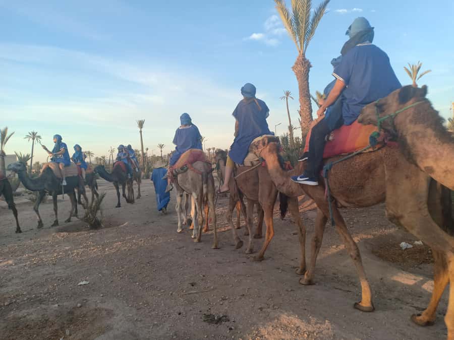 Marrakech: Sunset Camel Ride in the Palmeraie - Key points to know before you book