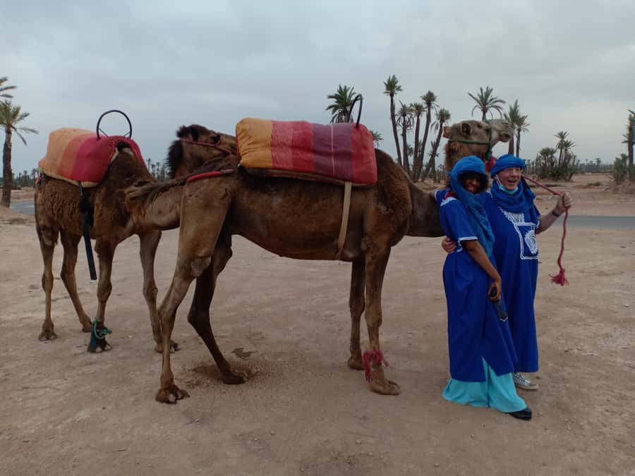 Marrakech: Sunset Camel Ride in the Palmeraie - A palm grove ride, not a Sahara expedition
