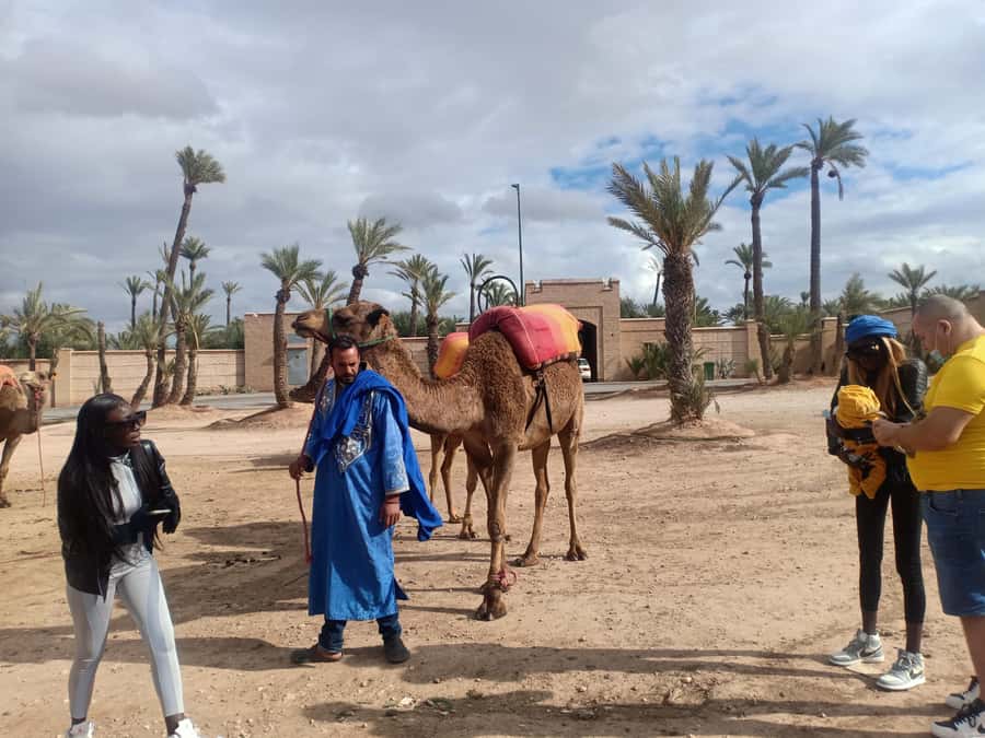 Marrakech: Sunset Camel Ride in the Palmeraie - What the $34 price buys you