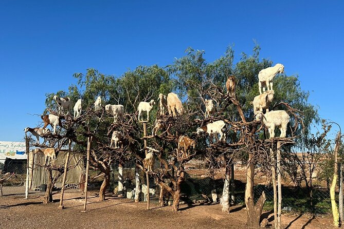 Marrakech to Essaouira / Small group day tour To Essaouira - What $21.65 really gets you