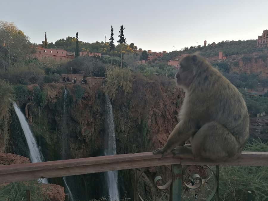 Marrakech to Ouzoud waterfalls day tour - Guide & boat ride - Lunch with a view, and the cost of eating locally