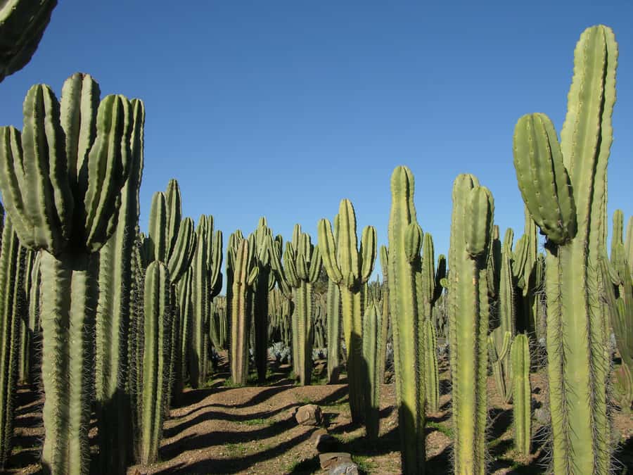 Marrakesh: Cactus Thiemann Entry Ticket - Why Cactus Thiemann feels different from a city garden