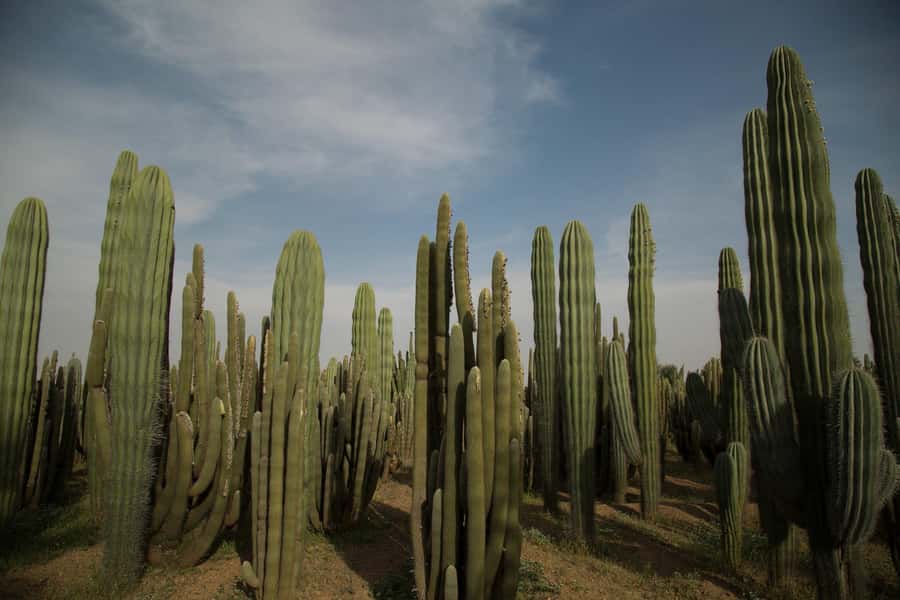 Marrakesh: Cactus Thiemann Entry Ticket - Walking among 150 cactus species
