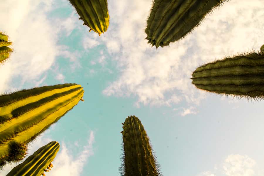 Marrakesh: Cactus Thiemann Entry Ticket - The story behind Hans Thiemann’s collection