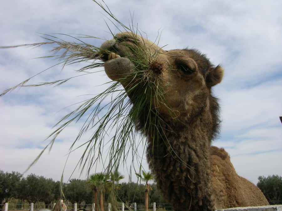 Marrakesh: Cactus Thiemann Entry Ticket - What the $14 ticket includes