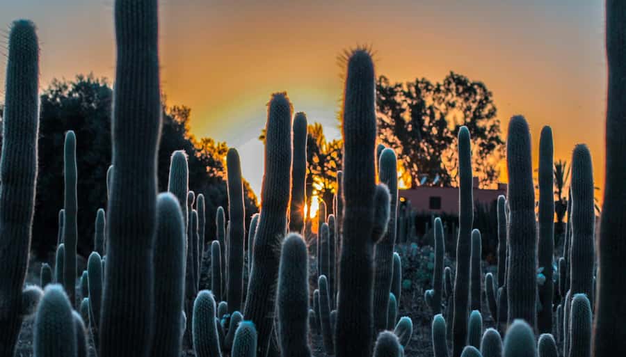 Marrakesh: Cactus Thiemann Entry Ticket - Food, children, and time on site