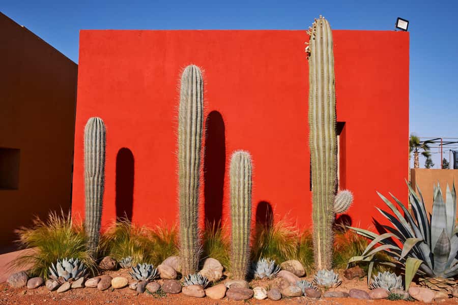 Marrakesh: Cactus Thiemann Entry Ticket - Who should make the trip