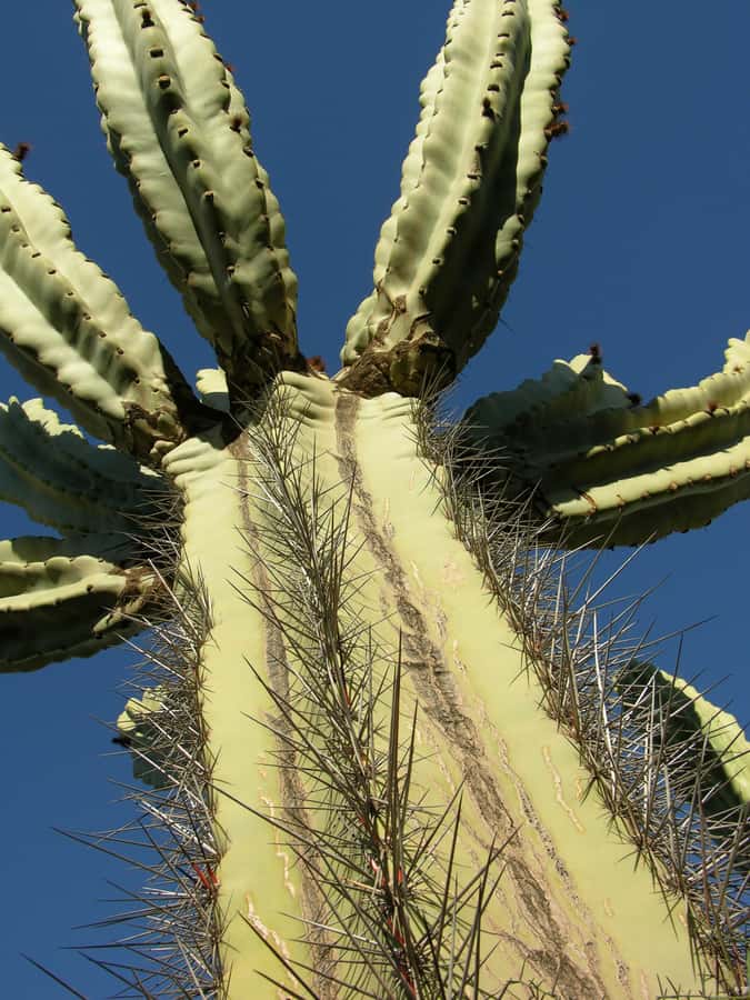 Marrakesh: Cactus Thiemann Entry Ticket - Should you book Cactus Thiemann?