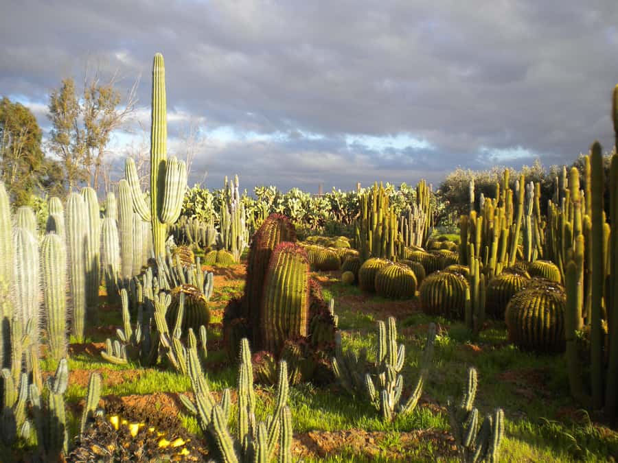 Marrakesh: Cactus Thiemann Entry Ticket - The photography areas and Instagram appeal